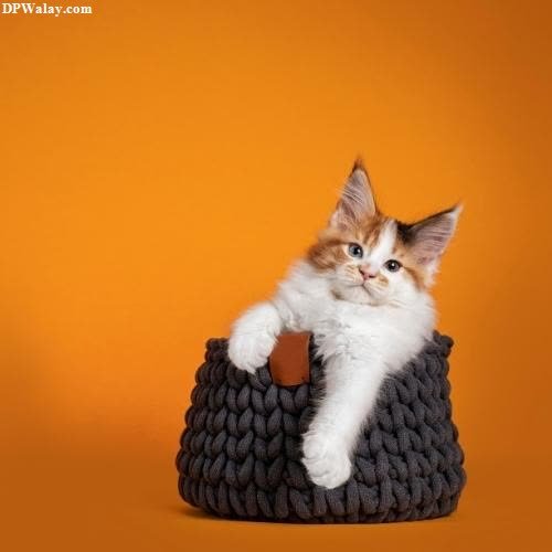 a kitten sitting in a basket on an orange background 