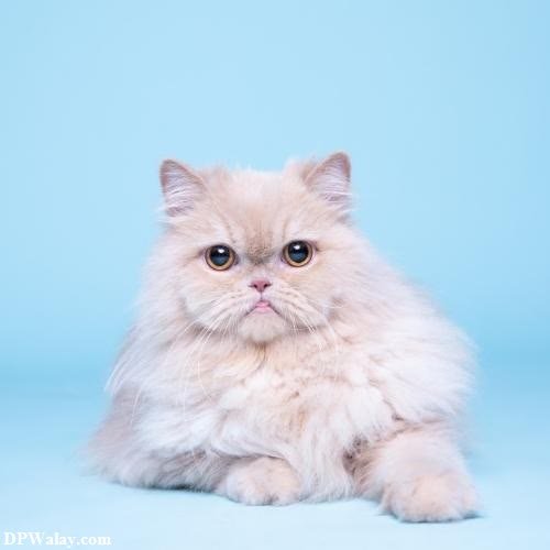 a fluffy white cat with big eyes