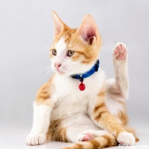 a kitten with its paws up and paws raised cat photos for dp
