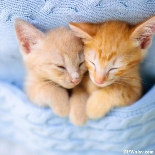 two kittens cu each other kittens cute cat photos for dp