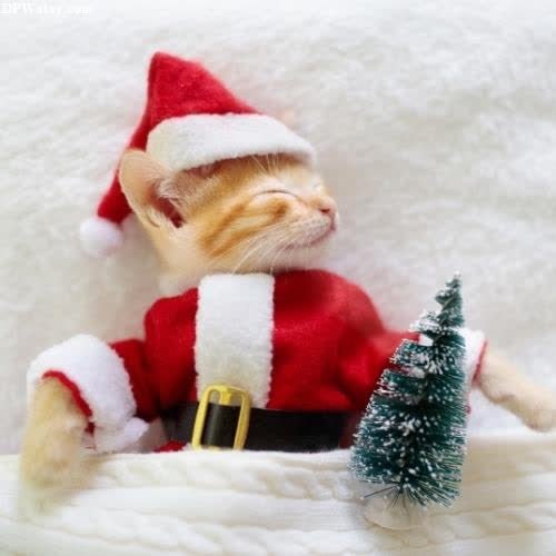 a cat in a santa outfit sitting on a bed images by DPwalay
