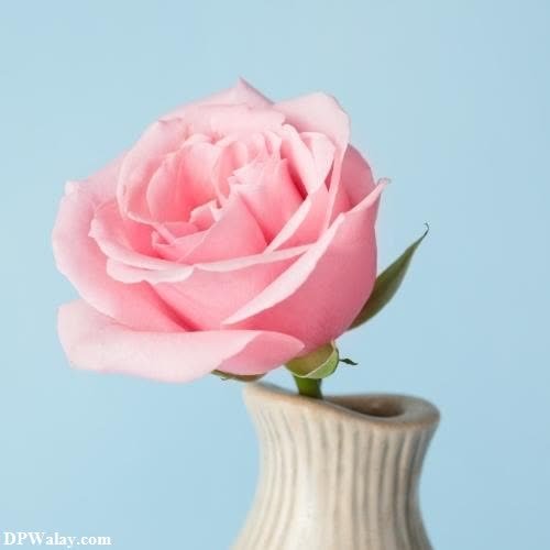 a pink rose in a vase on a blue background