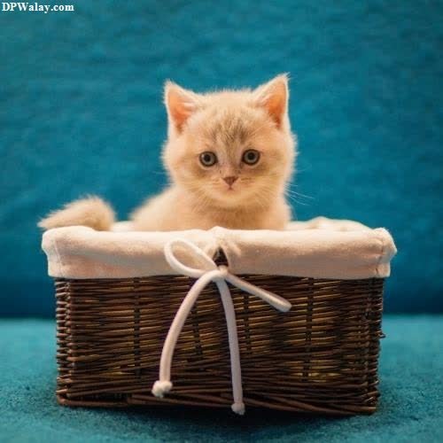 a kitten sitting in a basket with a bow