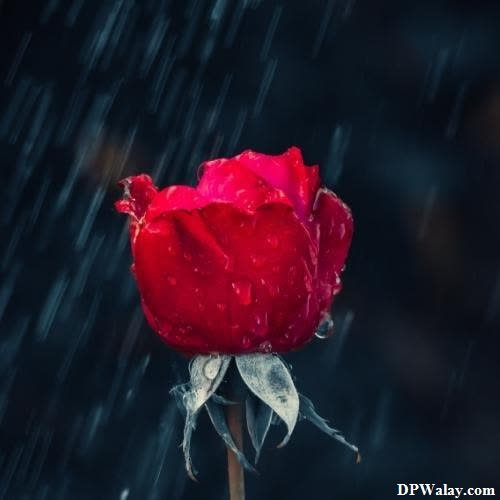 rose images dp - a red rose in the rain